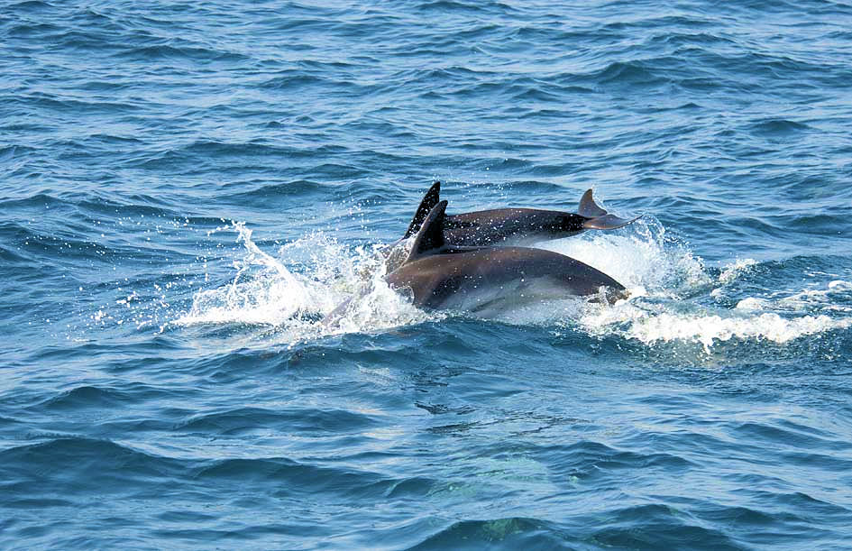Dolphin Adventure, Marina Bay, Gibraltar