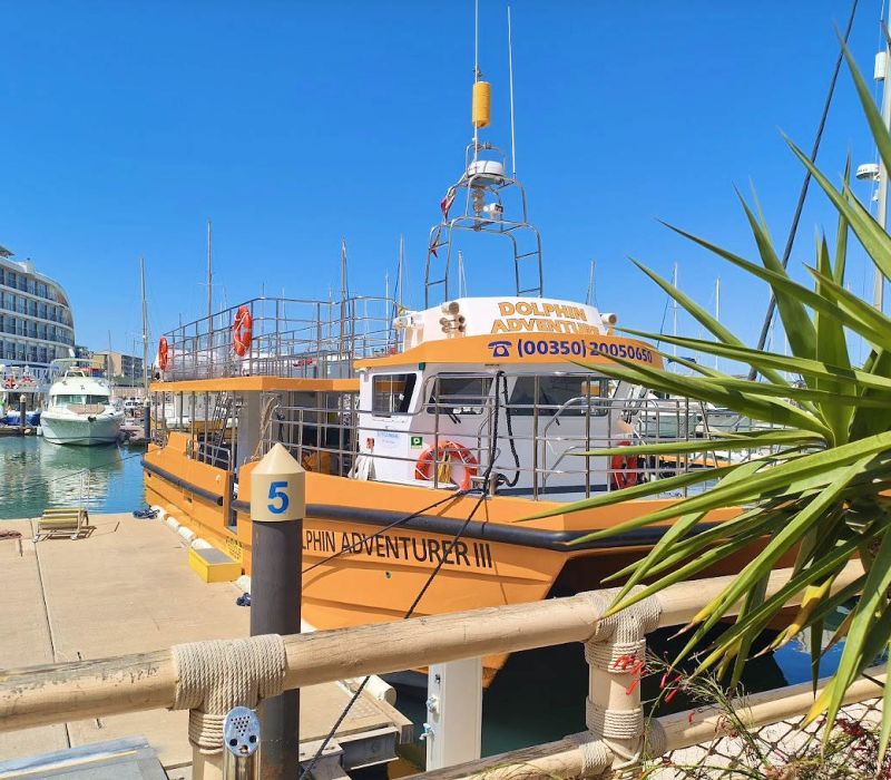 Gibraltar Dolphin Trip