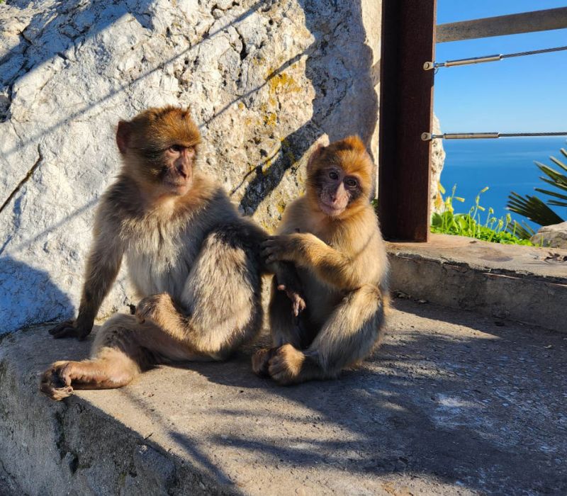 Gibraltar Rock Apes / Macaque Monkeys